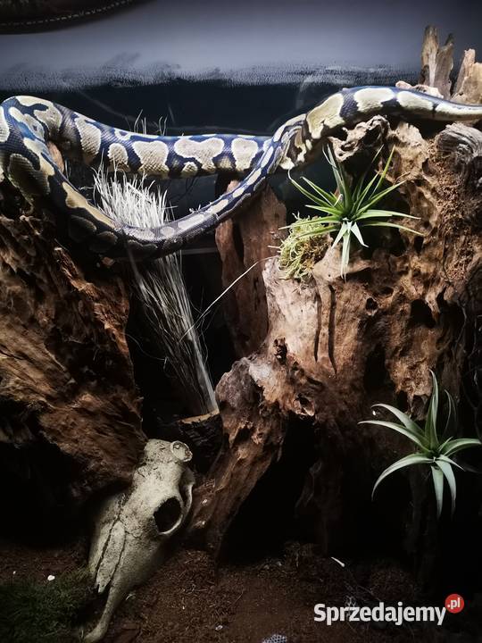 Python królewski gravel Miasteczko Śląskie sprzedam