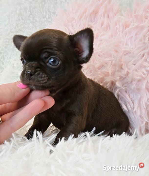 Malutki Piesek Chihuahua Poznań