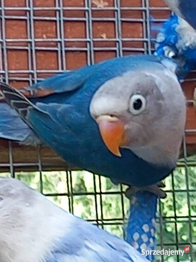 Papugi zmienią wolierę Zwierzęta Pilawa