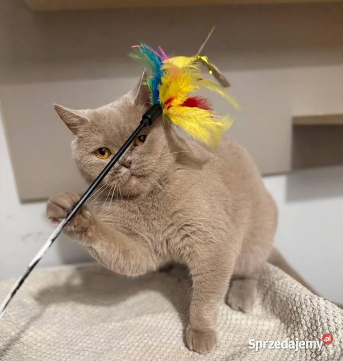 płowa kotka brytyjska Inowrocław