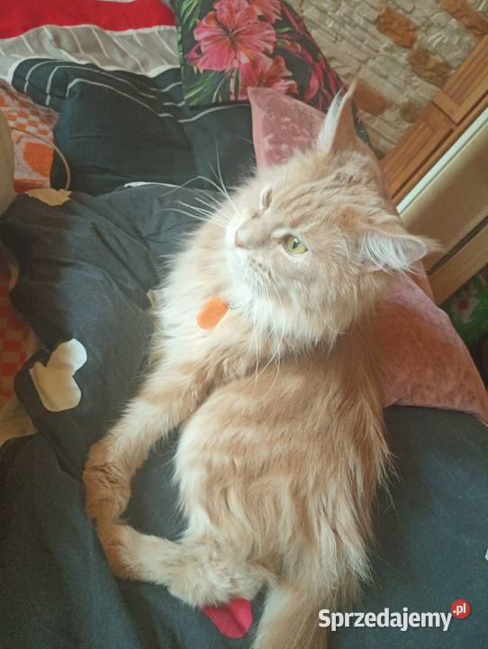 Maine coon kocica świętokrzyskie Sandomierz