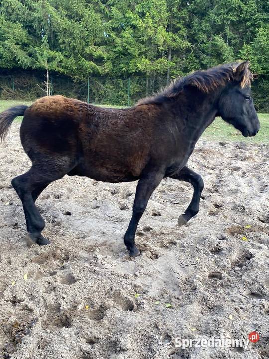 Ogierek Hucuł Weekend Luksus Zamość