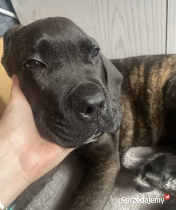 szczeniak cane corso w rece Piaseczno sprzedam