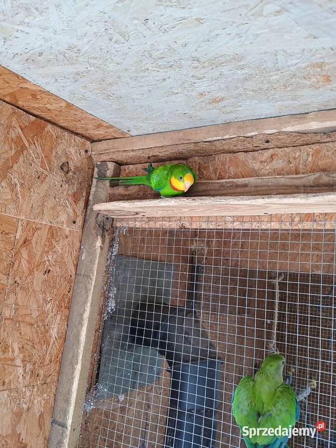 Sprzedam piękną parę BarabandWięcej informacje Dąbrowa Górnicza sprzedam