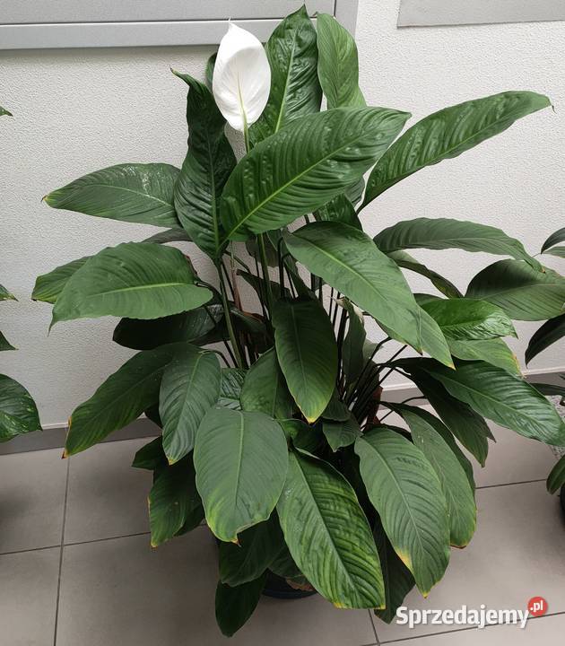 Skrzydłokwiat Spathiphyllum