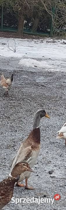 Młode kaczory biegusy małopolskie Polanka Wielka