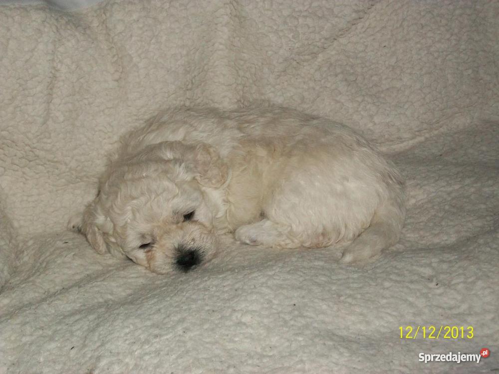 maltańczyki warmińsko-mazurskie Olsztyn