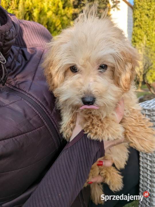 Piesek Maltipoo Szczaworyż