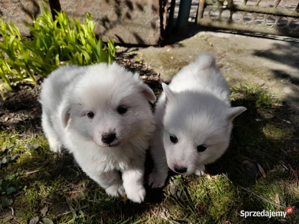 Szpic niemiecki średni szczenięta Szpic miniaturowy Dębica
