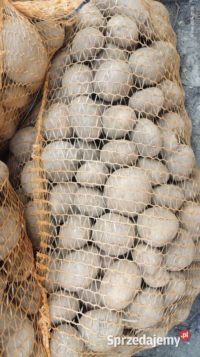 Ziemniaki Ignacy wielkości sadzeniaka Malkowice