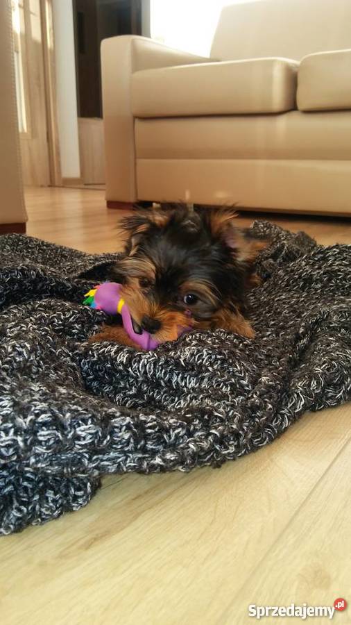 York suczka do adopcji Słupsk sprzedam