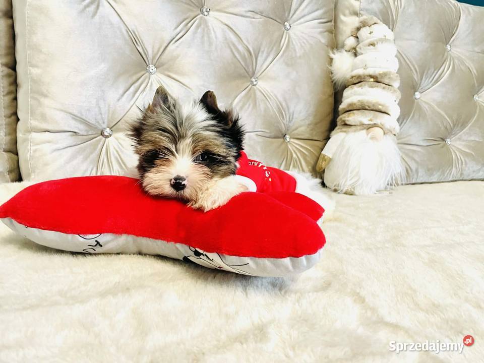 York Mikołaj z Bajki taki do Kochania Opole