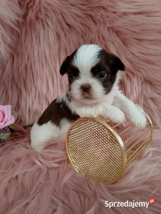 Biało czekoladowa suczka rasy ShihTzu wielkopolskie Kępno