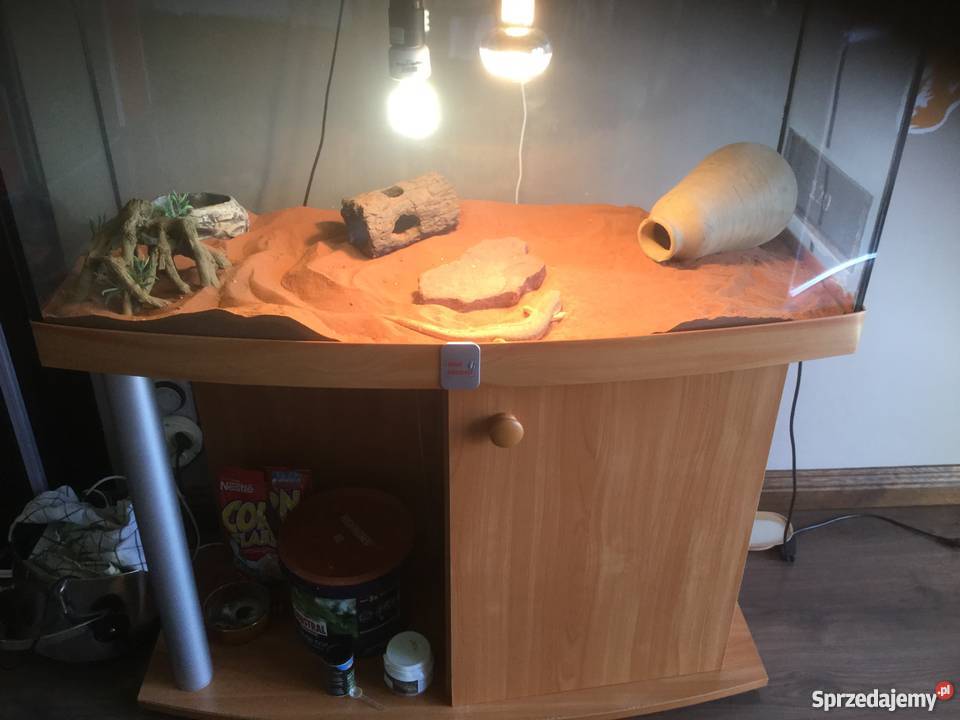 Scynk berberyjski z terrarium Sulechów sprzedam