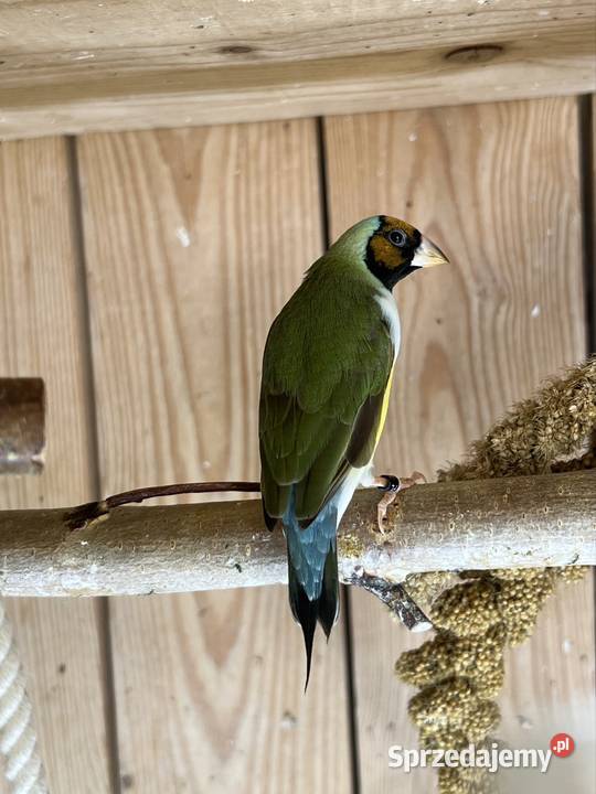 Amadyna wspaniała samiczka 2025 r Ruda Śląska