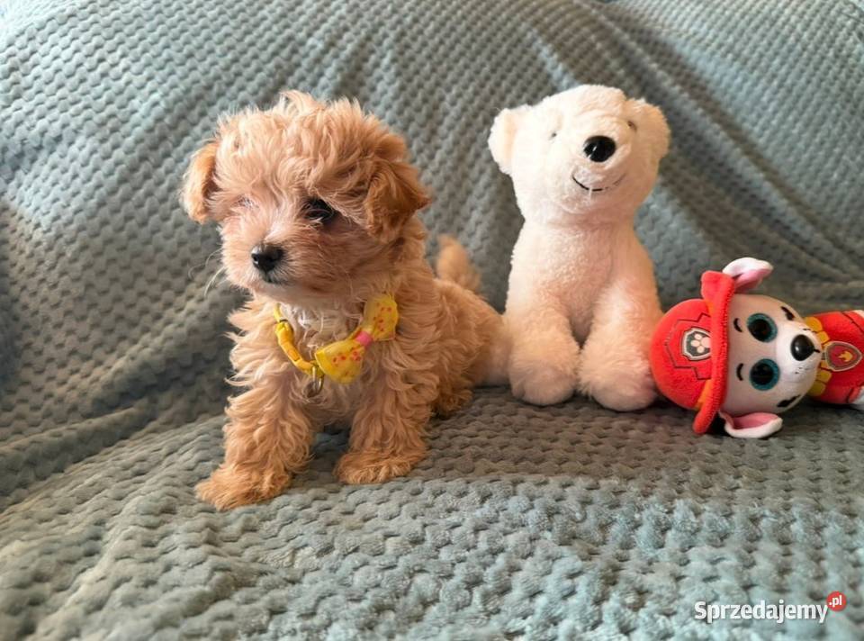 Maltipoo szczeniaczki malutkie pudel Wrocław sprzedam
