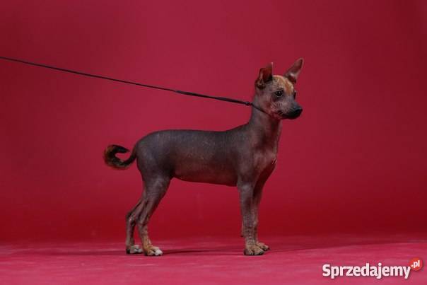 Nagi Pies Meksykanski xoloitzcuintle miniatura Warszawa