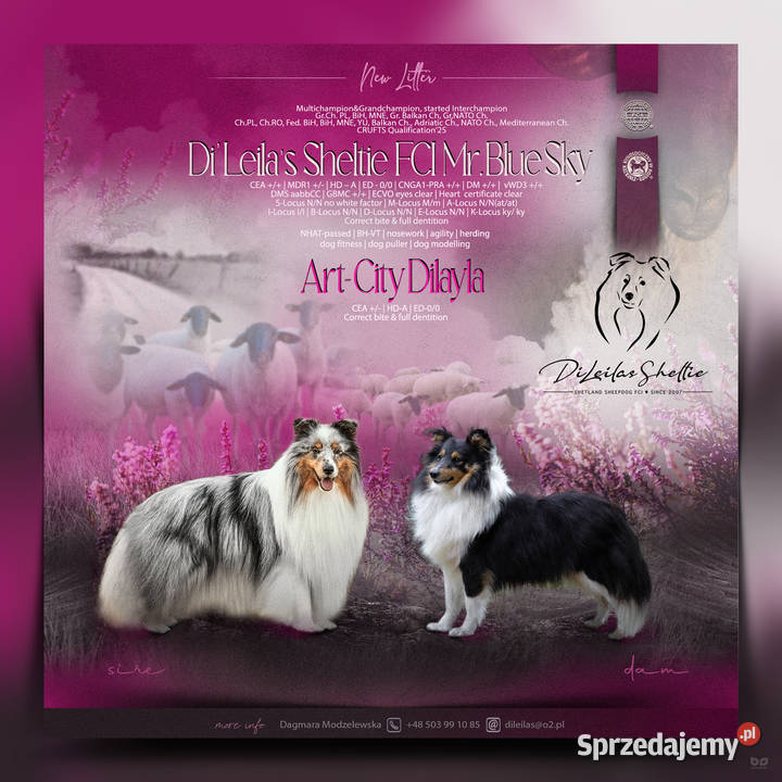 Owczarek szetlandzki sheltie śliczny blue merle mazowieckie Halinów