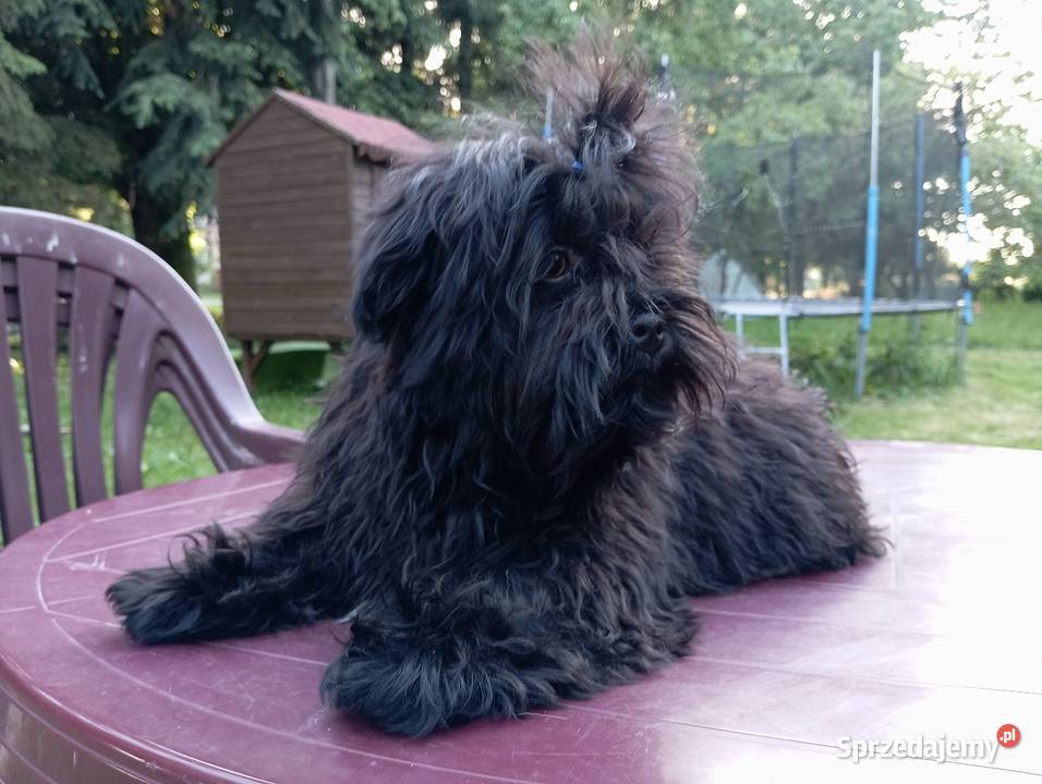 Rosyjska Bolonka Kolorowa piesek o imieniu Jarocin