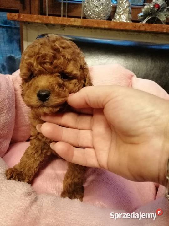 Pudel Pudle suczka TOY Red BROWN Stalowa Wola