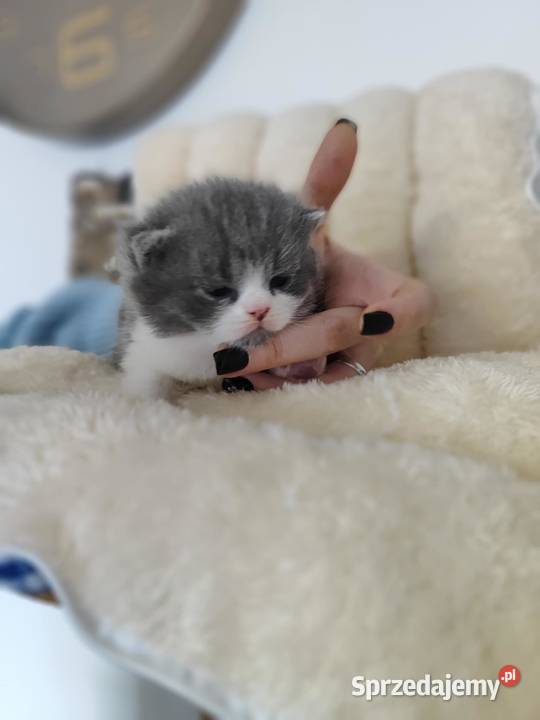 Kot brytyjski szkocki Częstochowa