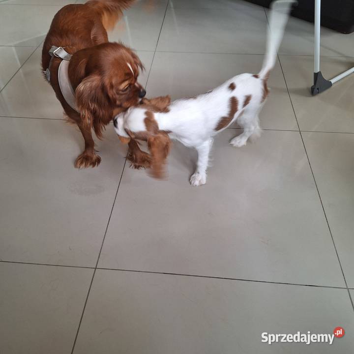 Cavalieki małe szukają domu pełnego miłości Płock sprzedam