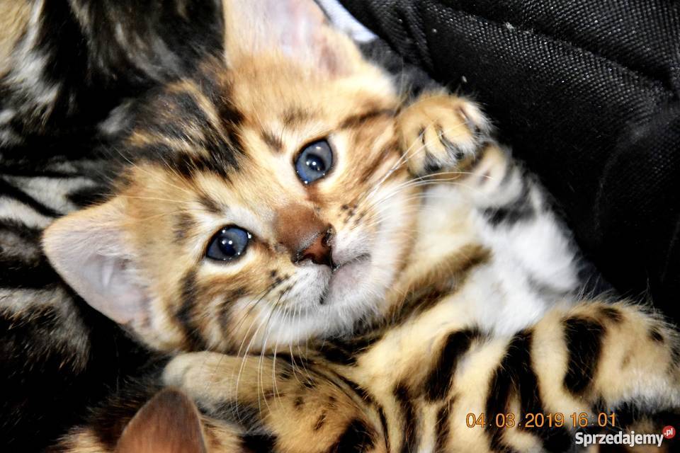 Kotka bengalska zachodniopomorskie Szczecin