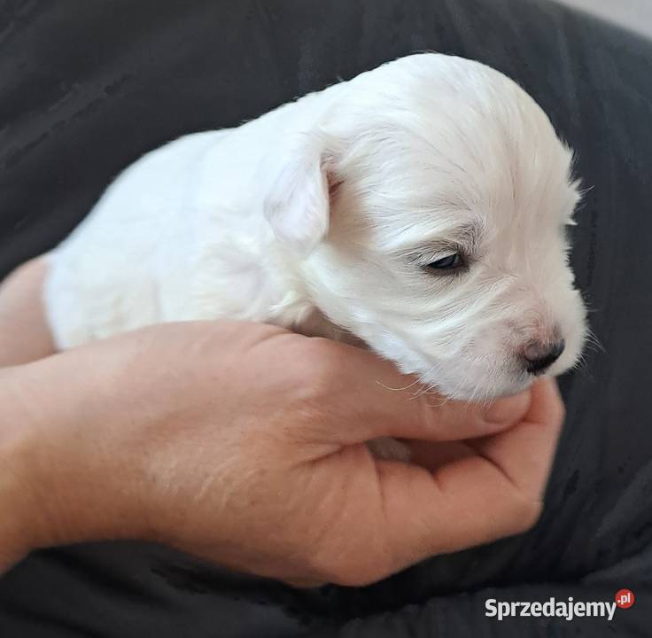 Śliczny Maltańczyk śląskie Poręba