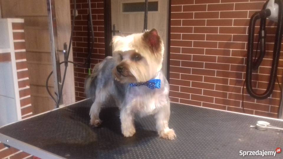 Groomer fryzjer psa i kota