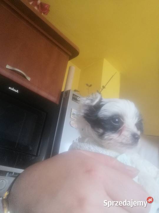 York z rodowodem śląskie