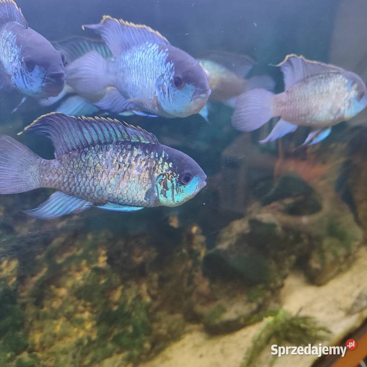 Pielęgnica Akara Electric Blue Młodzież 2 śląskie
