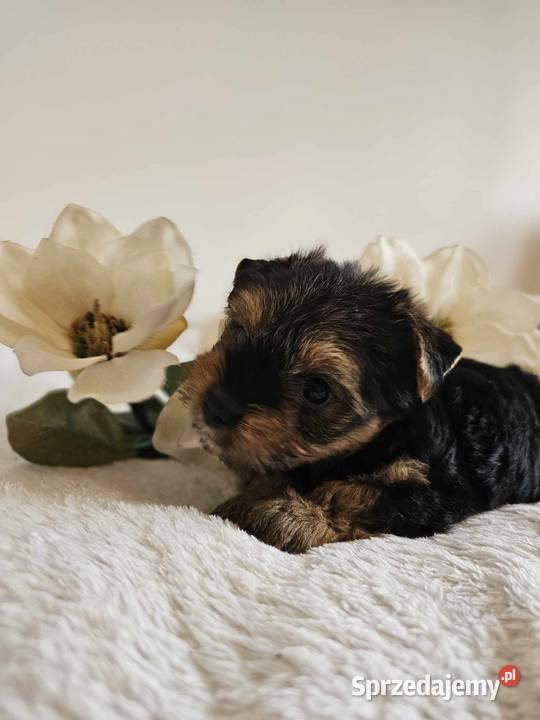 Piesek Yorkshire Terrier Z Wyprawka Chip Częstochowa
