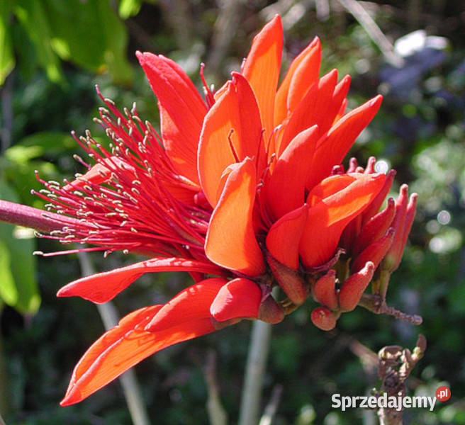 Drzewo ozdobne Erytryna zmienna Erythrina indica Lubanie