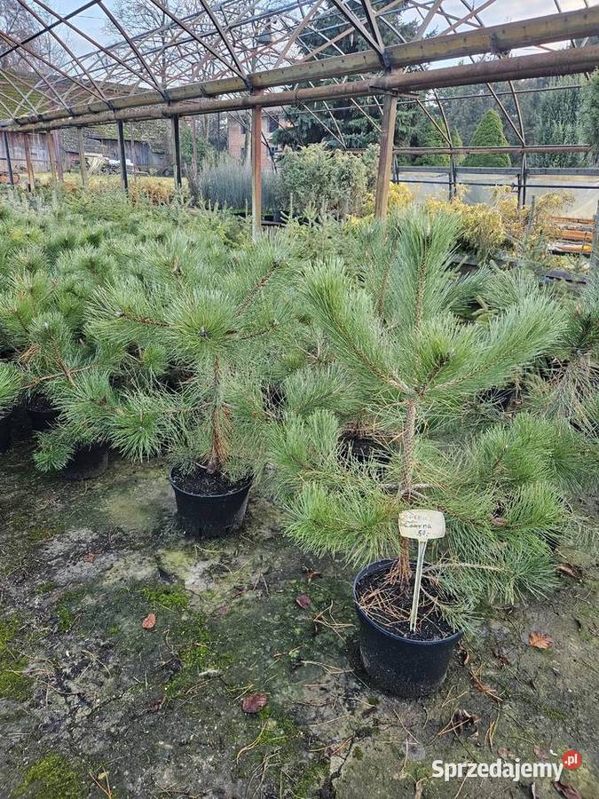 Sosna małopolskie Proszowice