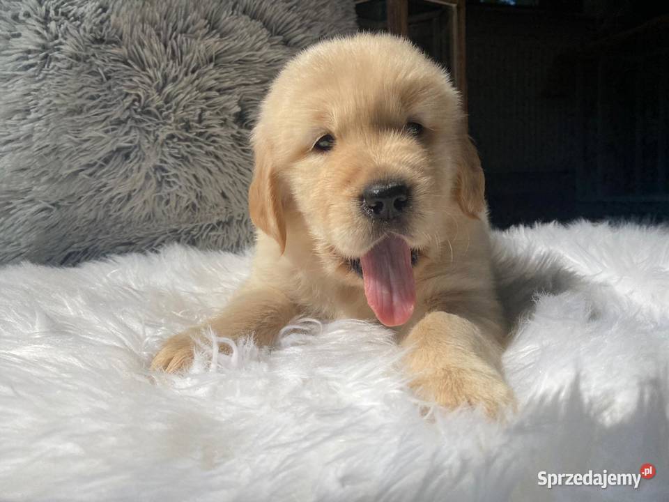 Golden Retriever szczenięta Tczew sprzedam