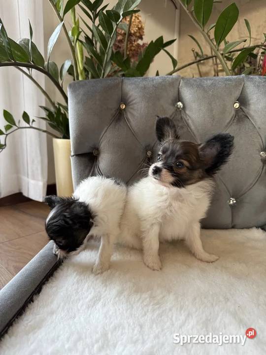 Papillon szczeniak piesek Spaniel kontynentalny Dudki