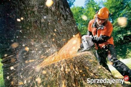 Wycinka drzew z wywozem Serock