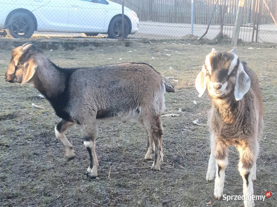 Sprzedam capka małopolskie Czarna Góra sprzedam
