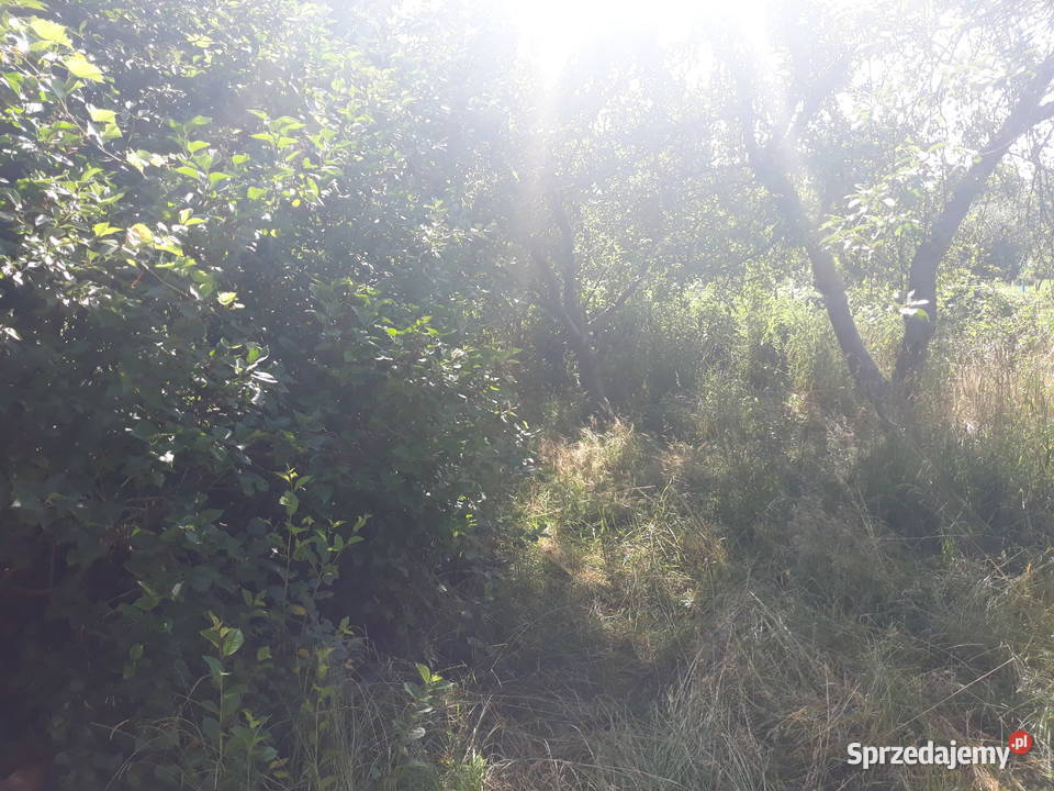 Działka ROD Wodnik Obornicka Różanka Wrocław 350m2