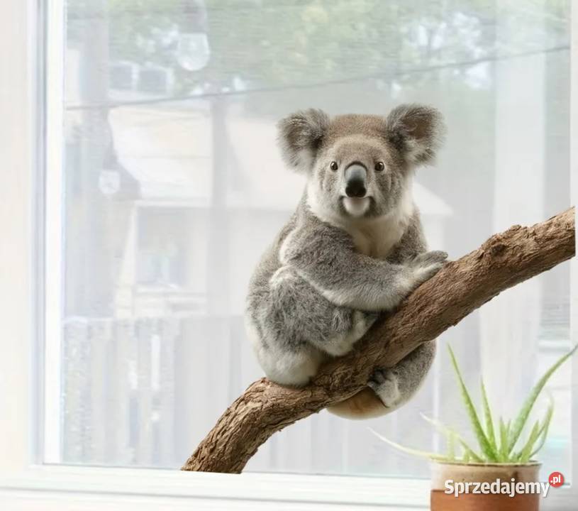 Naklejka folia na szybę z Misiem mazowieckie Ząbki