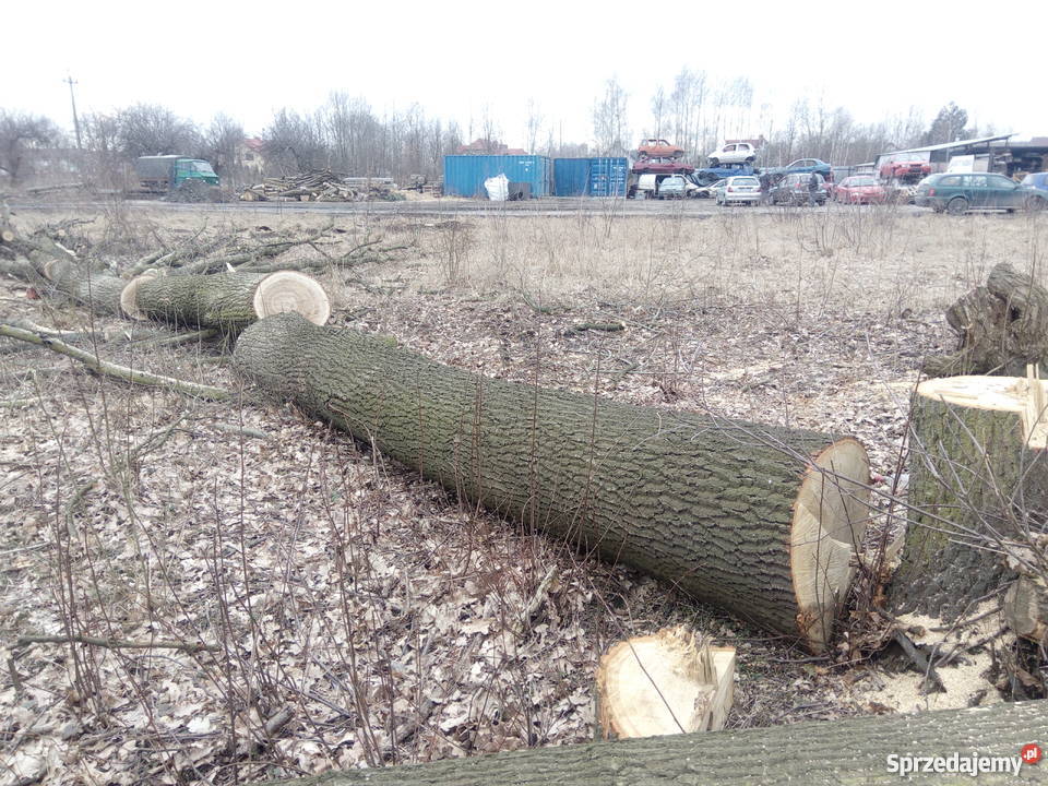 Dęby super Wołomin