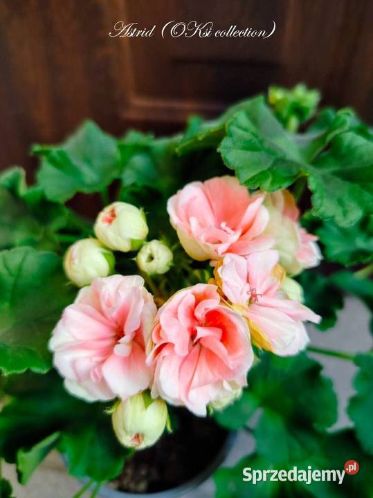Sadzonki pelargonii kolekcjonerskie sprzedam