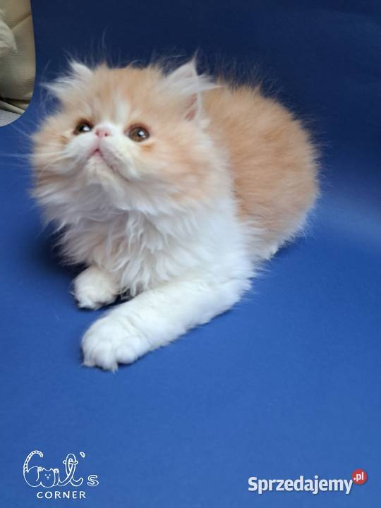 Śliczne kocięta perskie Zamość