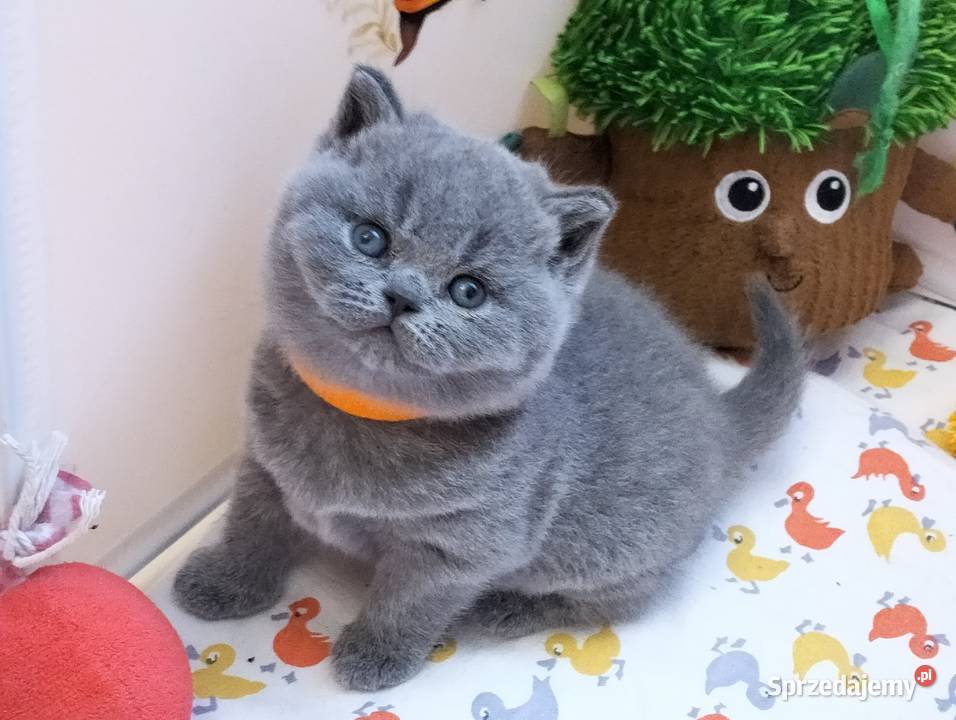 Koteczka niebieska Rodowód Międzynarodowy Łódź