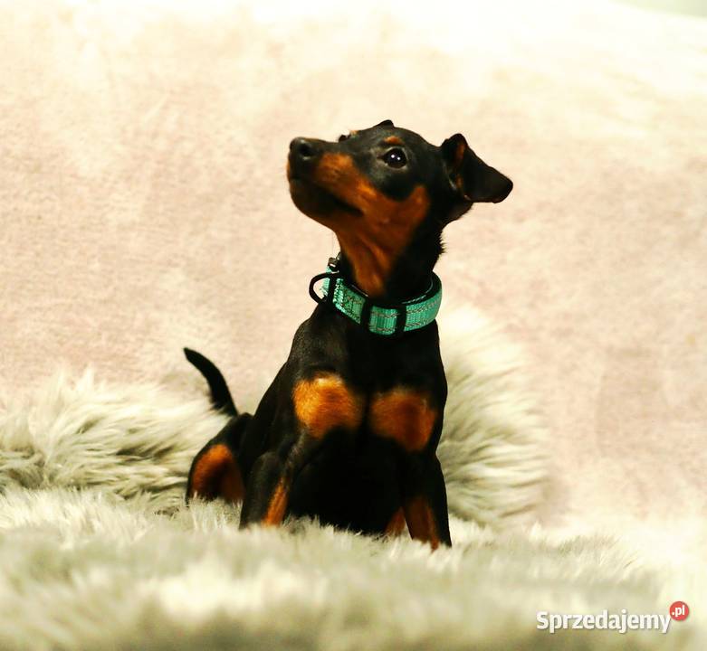 Pinczer miniaturowy ZKwP FCI przebadany bogata