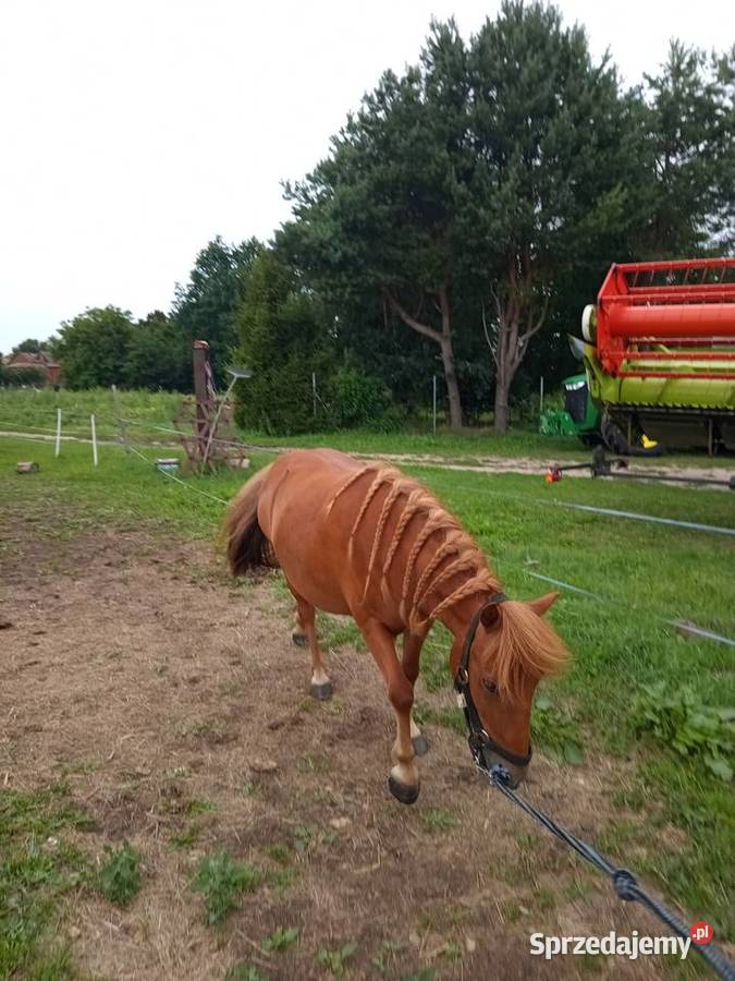 Klacz kucyk zachodniopomorskie Sławno