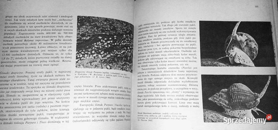 Życie w morzu Gunnar Thorson Chełm