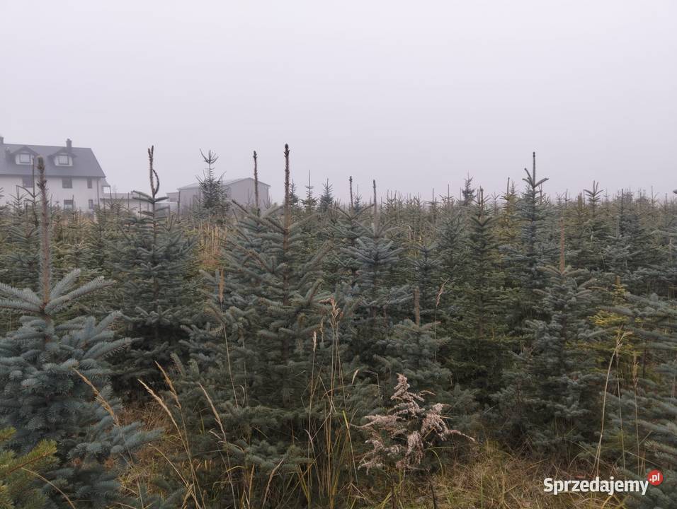 Świerk Srebrny hurt mazowieckie