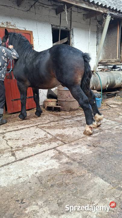 Sprzedam konia Huta Stara