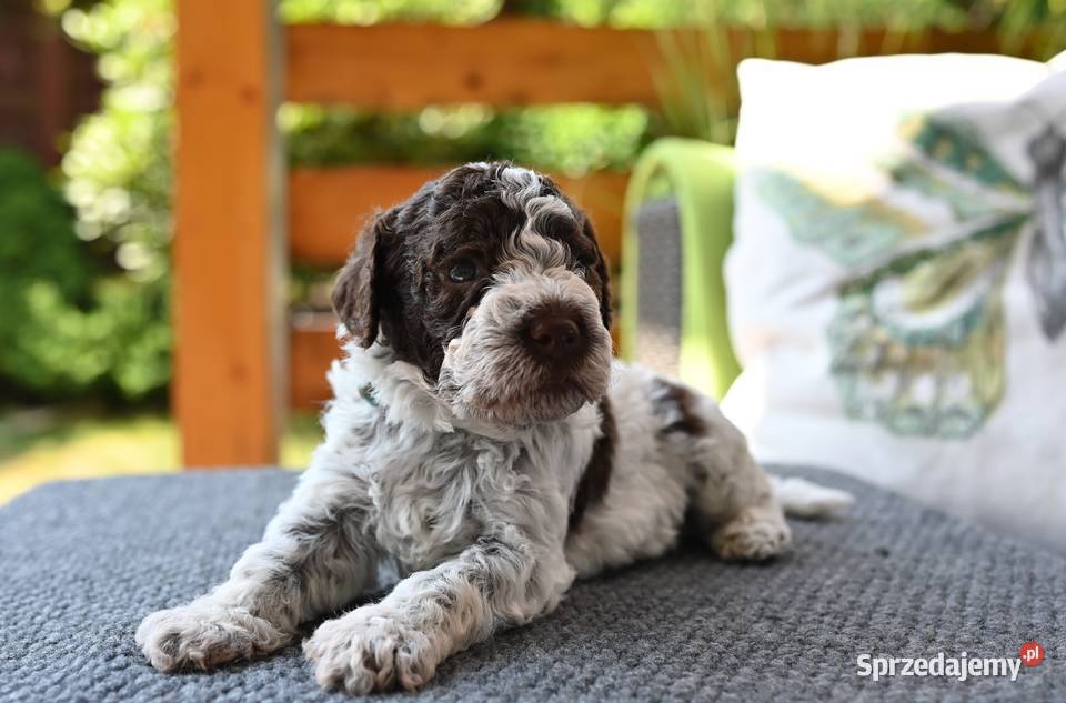 Lagotto Romagnolo FCI śląskie Rybnik sprzedam